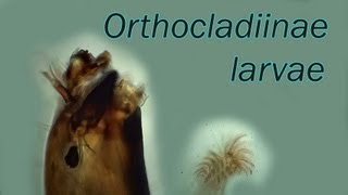 Orthocladiinae larvae [upl. by Enneillij]