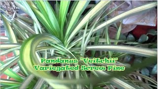 PPG60 Pandanus quot Veitchiiquot  Variegated Screw Pine  Grow and care [upl. by Hsina]