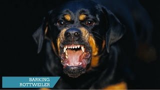 Rottweilers barking [upl. by Etnauq]