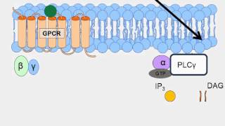 Animation of GProtein Receptor Signaling [upl. by Burrows]