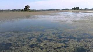 Lake Seminole Hydrilla  1 [upl. by Tuhn635]