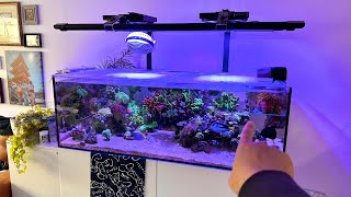 Reef Tank Update June 2023  Waterbox 1054 Frag Saltwater Aquarium Reef Tank Update amp Tank Tour [upl. by Nellad]