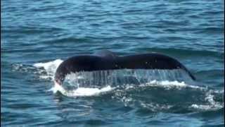 Whale Watching Hermanus  South Africa [upl. by Annil826]