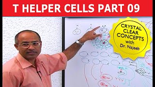 T Helper Cells  Immunology  Part 910 [upl. by Cassy]