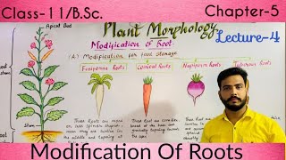 Modifications of Roots जड़ों का रूपांतरण Class11 amp BSc  Morphology Of flowering plants [upl. by Marline]