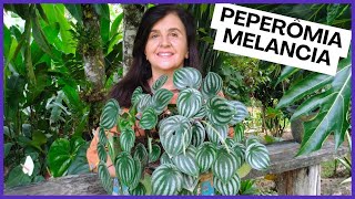 PEPEROMIA MELANCIA um GUIA COMPLETO para o cultivo [upl. by Baoj]