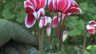 Cyclamen Plant Care  Indoor Growing Conditions [upl. by Pegasus627]