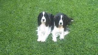 English Springer Spaniel Puppies Training 2 dogs at one time [upl. by Yelkcub]