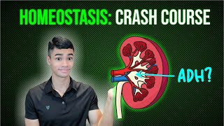 Homeostasis Crash Course ADH Insulin and Glucagon [upl. by Deckert]