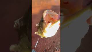 fishing bassfishinglife 25thjune bassfishing june25 fish catfish carp [upl. by Felicia]