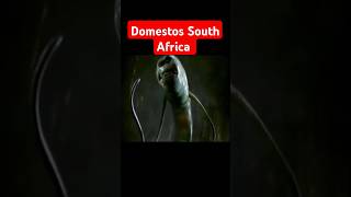 Domestos Voiced by Israel Zulu shorts domestos [upl. by Atled]