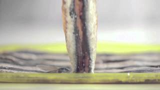 How to Prepare Salted Anchovies by Anxoves de LEscala [upl. by Rumit939]