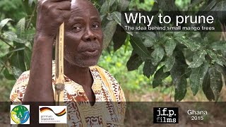 Why to prune  The idea behind small mango trees [upl. by Aicinad147]