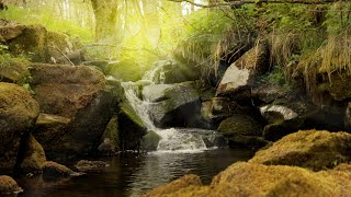 Ruhige Geräusche vom Fluss Wassergeräusche im Wald zum schlafen meditieren ausruhen  Stressabbau [upl. by Leanna]