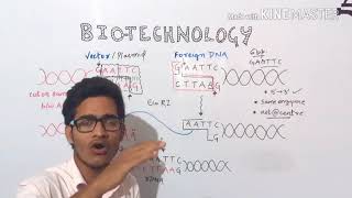 Recombinant DNA technologydiagrammatical representation of RDT using Eco RI [upl. by Schuler]