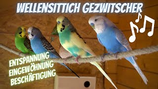 Wellensittiche zwitschern unterhalten sich balzen und fressen [upl. by Eltsirhc]