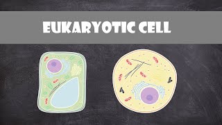 Eukaryote Cell Structure and Function  Cell Biology [upl. by Kellia]