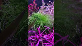 Eriocaulon Setaceum aquariumshopdinajpur [upl. by Acnalb]