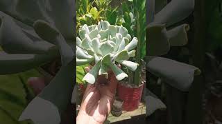 Suculenta Echeveria Runyonii quotTopsy Turvy [upl. by Erdeid]