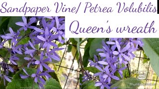 Sandpaper vine plant care How to grow and care sandpaper vine Petrea Volubilis Queens wreath [upl. by Rus]