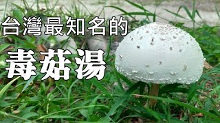 台灣九成以上的野菇中毒事件就是這毒菇湯引起的 Poisonous Soup of Chlorophyllum molybdites [upl. by Yoreel]