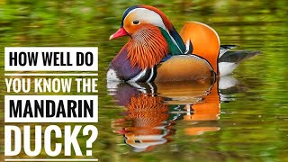 Mandarin duck  Description Characteristics and Facts [upl. by Woothen610]