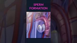 Spermatogenesis 3D animation  Sperm formation anime animation shorts [upl. by Annabelle653]