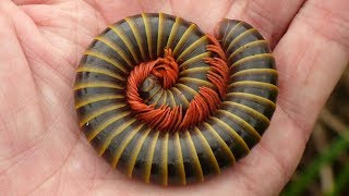 Giant Millipede from the Amazon rainforest of Ecuador [upl. by Bevers590]