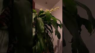 Corn Plant Dracaena fragrans interior plant with flowers [upl. by Acimot795]