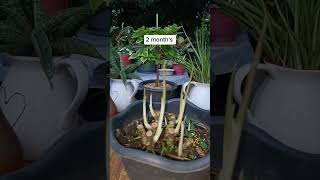 Update Aglaonema Stem Cuttings after 2 months result plantpropagation [upl. by Holds612]