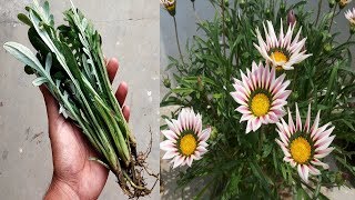 Best amp easy process to grow and care Gazania plant and get more flowers part 1 [upl. by Nimra]