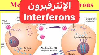 معلومة مناعية مختصرة الانترفيرون Interferons [upl. by Zacks]