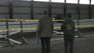 Banderas Approved Oldenburg Stallion Free Jumping [upl. by Otrebireh]