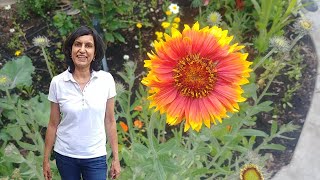 How to grow blanket flowers from seeds with actual results [upl. by Eidnahs861]