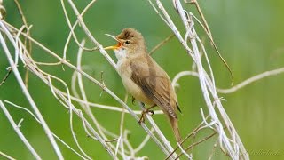 Marsh Warbler Acrocephalus palustris [upl. by Linehan713]