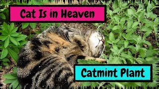 My Cat Is in Heaven after Finding the Catmint Plant [upl. by Ahkos400]