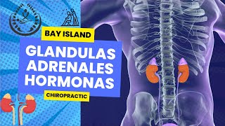 Glandulas Adrenales quiropractico salud hormonas glandulapineal bayislandchiro gonstead [upl. by Girand]