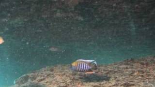 WILDCICHLIDS Aulonocara jacobfreibergi Otter Point [upl. by Queston870]