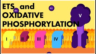 Electron Transport System ANIMATION  ETS and Oxidative Phosphorylation Class 11 Biology  NEET 2022 [upl. by Airbma178]