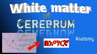 White matter of cerebrum in amharic በአማርኛ [upl. by Johnathan32]