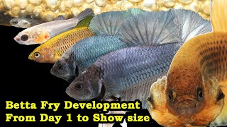 Betta Fry Development From Day 1 to Show size [upl. by Fawcette]