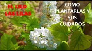 Syringa Vulgari  LAS LILAS  COMO PLANTAR LILOS Y COMO CUIDARLAS [upl. by Kellby]