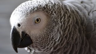 Parrot Aggression Dealing With OnePerson Birds [upl. by Relyk718]