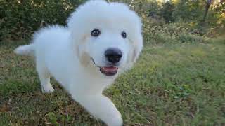 Maremma Sheepdog Puppy Training with an Older LGD  Adventure Walk with Uncle and Midnight the Cat [upl. by Albers543]