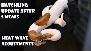 Hatchling Updates after 5 meals  4 Ways to protect your snakes from Heat Waves [upl. by Verna]