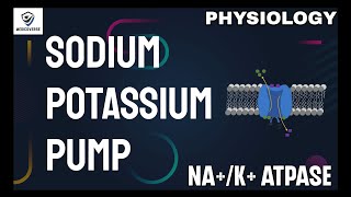 Sodium Potassium Pump  NaKATPase  Simplified Human Physiology [upl. by Ajam143]