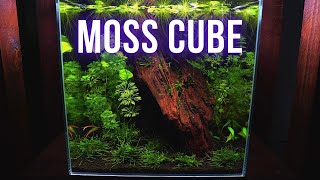 LOW TECH MOSS AQUARIUM setup  Step by step AQUASCAPING TUTORIAL  EP1 MOSS NANO CUBE AQUARIUM [upl. by Oiceladni461]