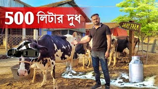 দিনে 500 লিটার দুধ 😧🐄  COW farm  পশ্চিমবঙ্গে গরুর খামার  Dairy Farm in India  Cattle Farm [upl. by Innor]