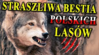 Rosnąca Liczba WILKÓW w Polsce  Bać się Strzelać Pokochać [upl. by Agbogla]