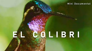 El Colibrí  Mini Documental [upl. by Jamnes]